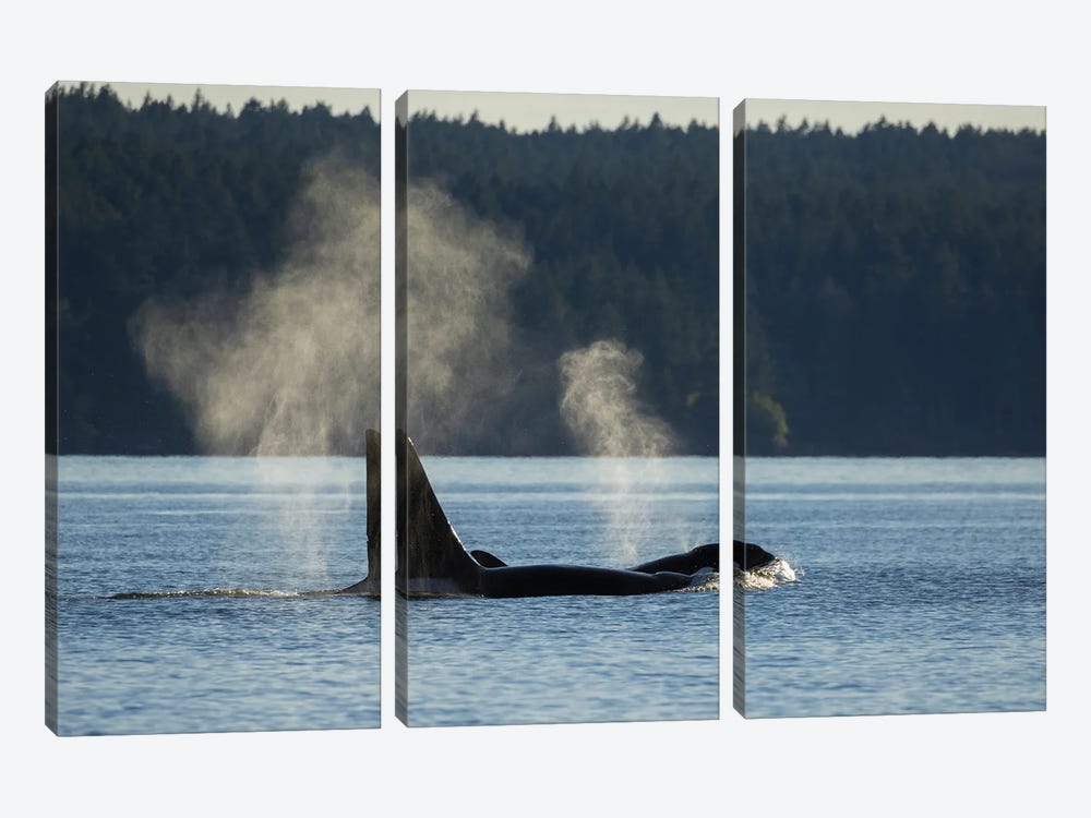 Orcas Surfacing by Ken Archer 3-piece Canvas Art Print