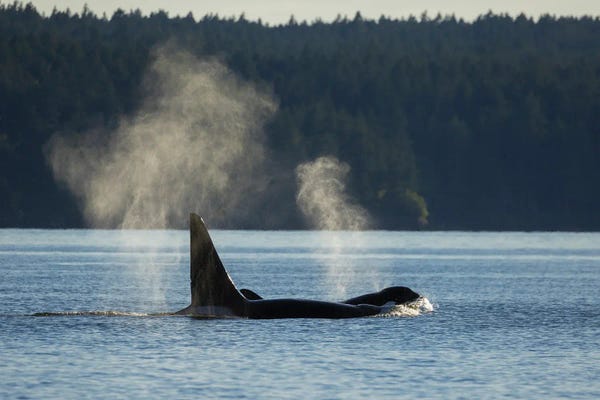 Ken Archer: Orcas Surfacing by Ken Archer
