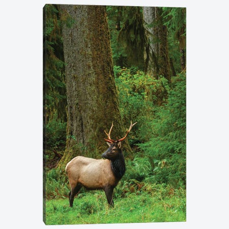 Roosevelt Bull Elk, Pacific Northwest Rainforest I Canvas Print #CHE179} by Ken Archer Canvas Artwork