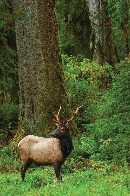 Roosevelt Bull Elk, Pacific Northwest Rainforest I