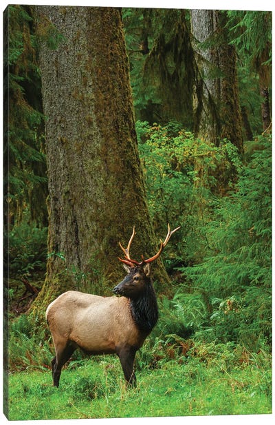 Roosevelt Bull Elk, Pacific Northwest Rainforest I Canvas Art Print