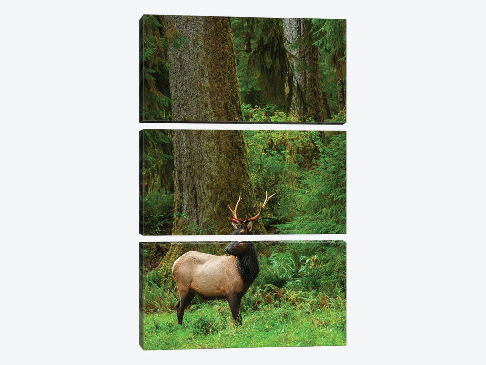 Roosevelt Bull Elk, Pacific Northwest Rainforest I by Ken Archer 3-piece Canvas Wall Art