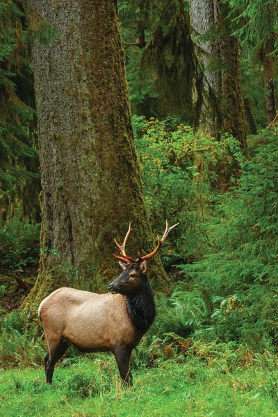 Elk: Roosevelt Bull Elk, Pacific Northwest Rainforest I by Ken Archer
