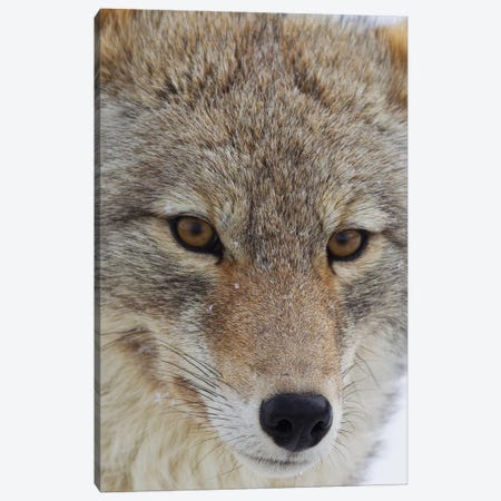 Coyote close-up Canvas Print #CHE17} by Ken Archer Canvas Art Print