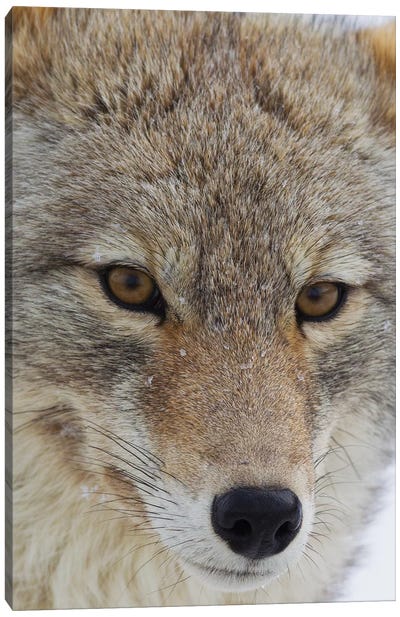 Coyote close-up Canvas Art Print