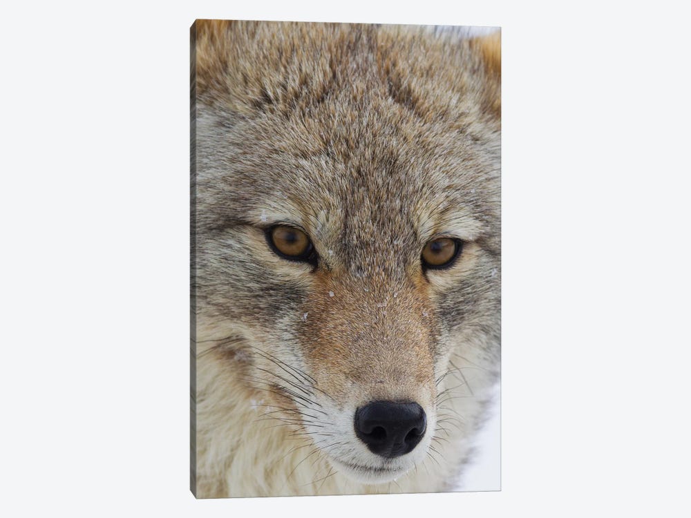 Coyote close-up by Ken Archer 1-piece Canvas Artwork