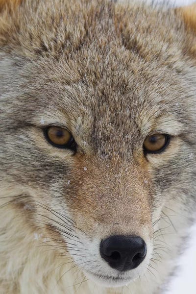 Ken Archer: Coyote close-up by Ken Archer
