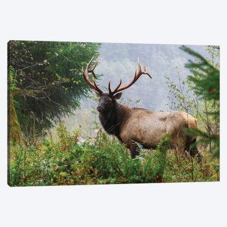 Roosevelt Bull Elk, Pacific Northwest Rainforest II Canvas Print #CHE180} by Ken Archer Canvas Print