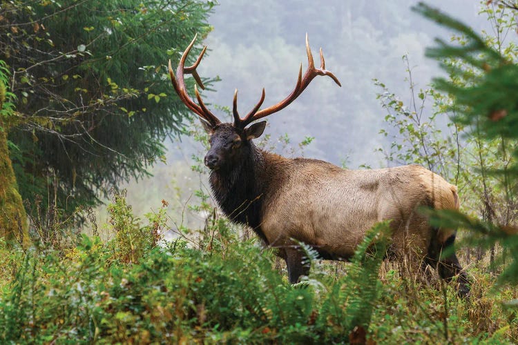 Roosevelt Bull Elk, Pacific Northwest Rainforest II