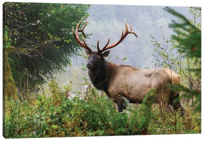 Roosevelt Bull Elk, Pacific Northwest Rainforest II Canvas Art Print