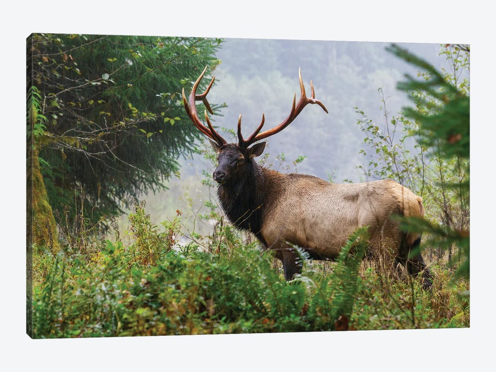 Roosevelt Bull Elk, Pacific Northwest Rainforest II by Ken Archer 1-piece Canvas Wall Art