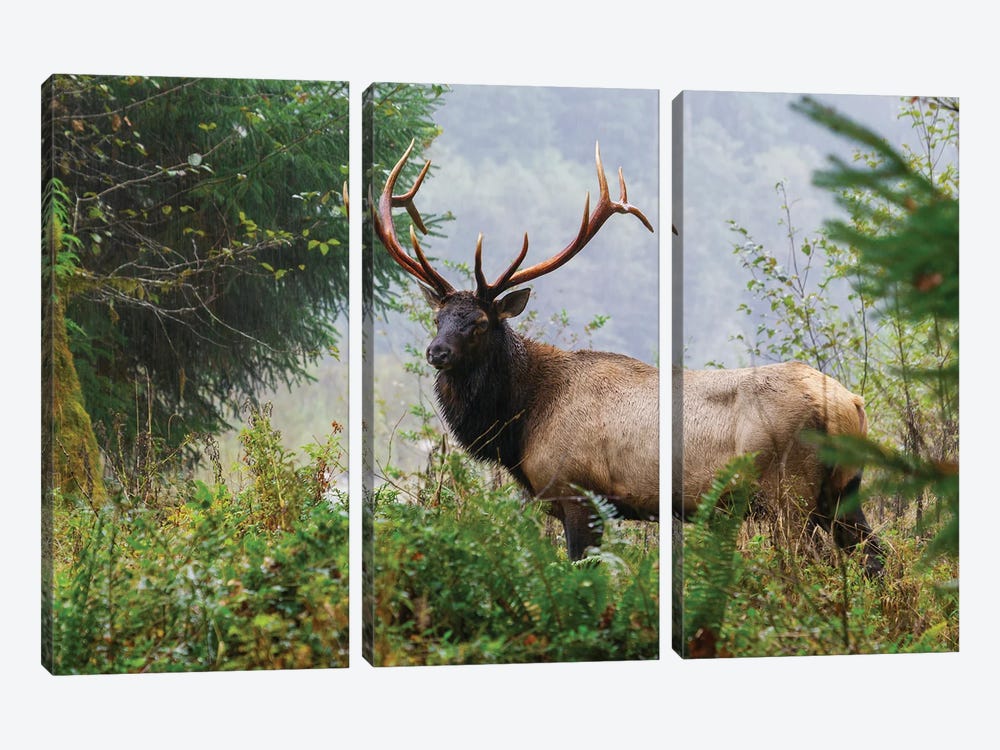 Roosevelt Bull Elk, Pacific Northwest Rainforest II by Ken Archer 3-piece Canvas Artwork
