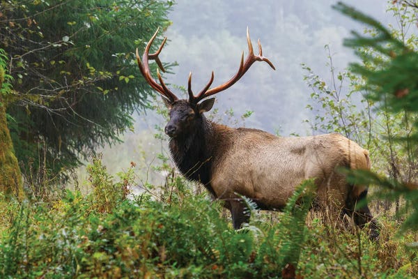 Elk: Roosevelt Bull Elk, Pacific Northwest Rainforest II by Ken Archer