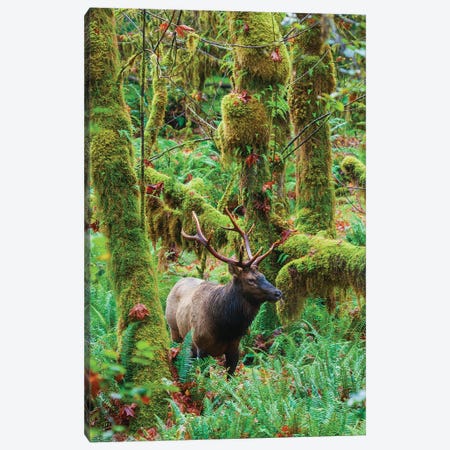Roosevelt Bull Elk, USA, Washington State. Olympic National Park Canvas Print #CHE181} by Ken Archer Canvas Print