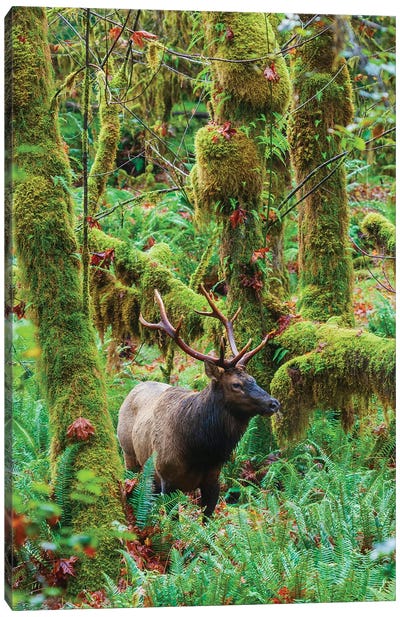 Roosevelt Bull Elk, USA, Washington State. Olympic National Park Canvas Art Print