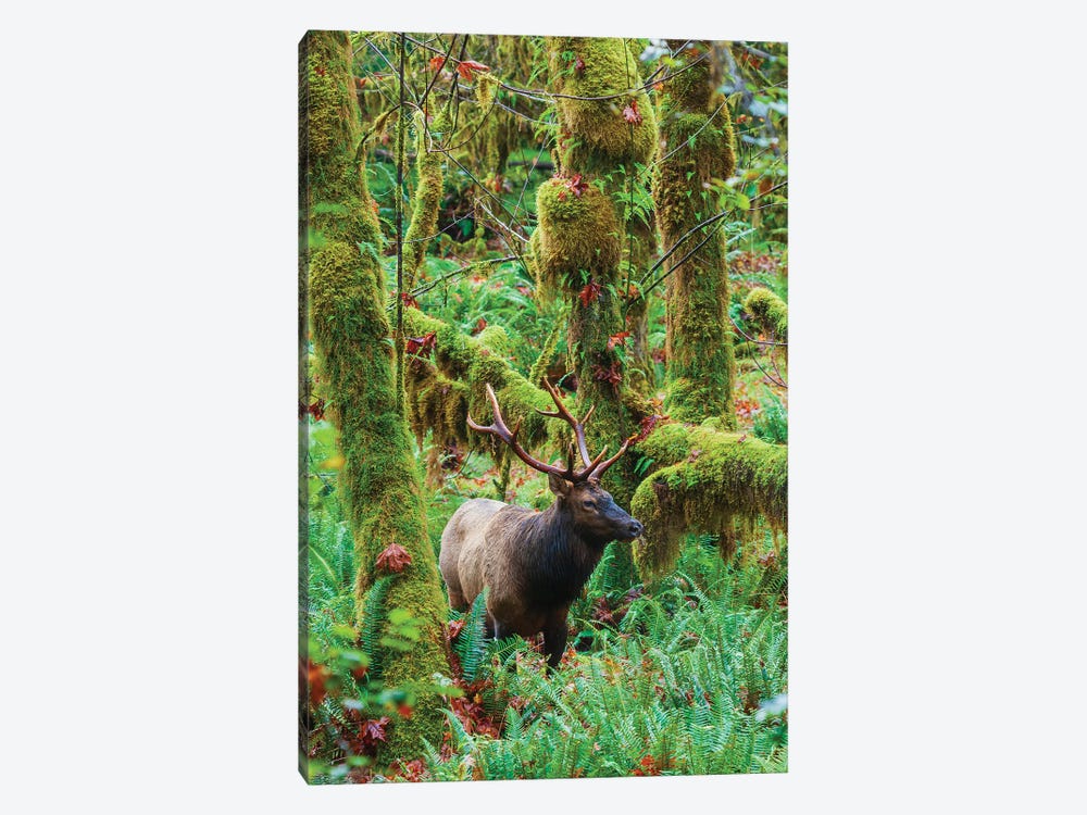 Roosevelt Bull Elk, USA, Washington State. Olympic National Park by Ken Archer 1-piece Art Print