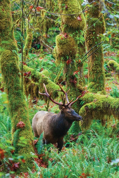 Elk: Roosevelt Bull Elk, USA, Washington State. Olympic National Park by Ken Archer