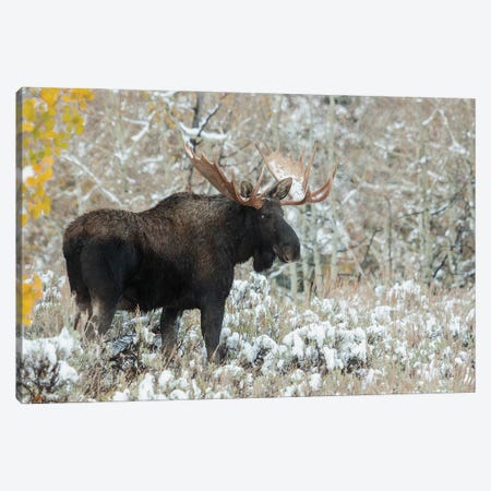 Shiras Bull Moose, Autumn Snow Canvas Print #CHE183} by Ken Archer Canvas Art Print