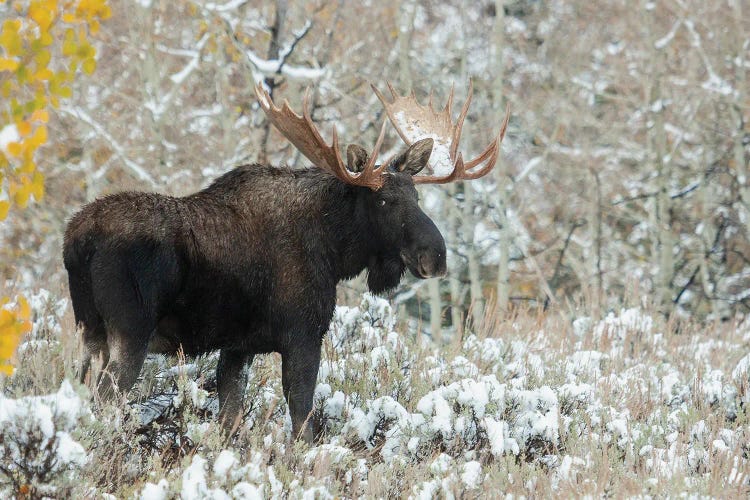 Shiras Bull Moose, Autumn Snow