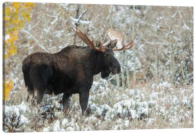 Shiras Bull Moose, Autumn Snow Canvas Art Print