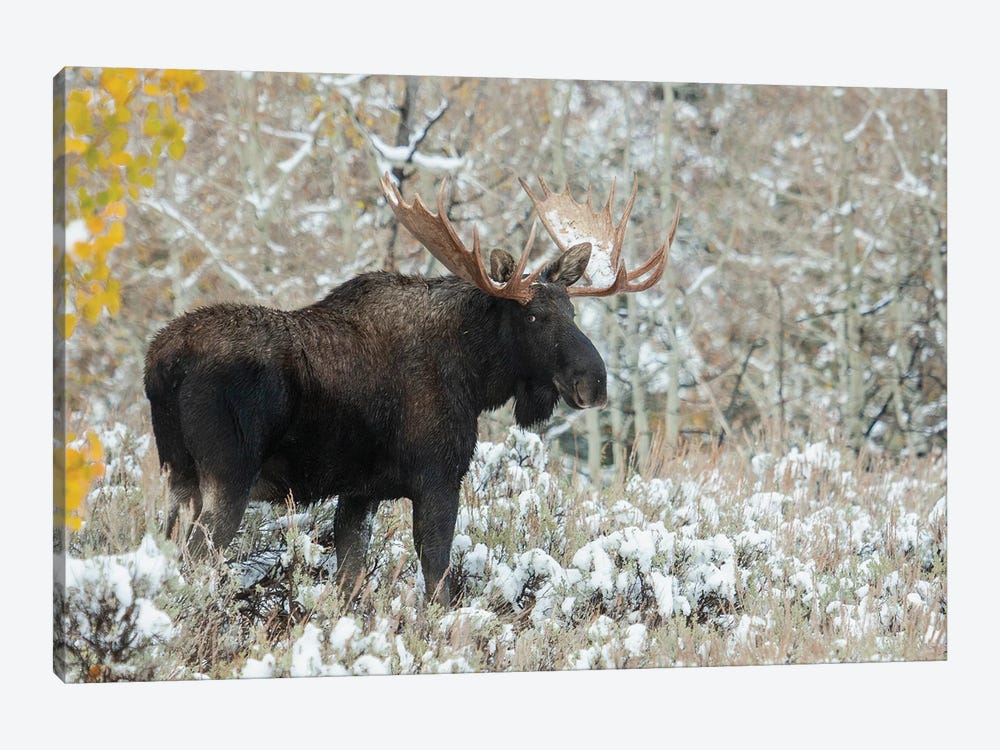 Shiras Bull Moose, Autumn Snow by Ken Archer 1-piece Art Print