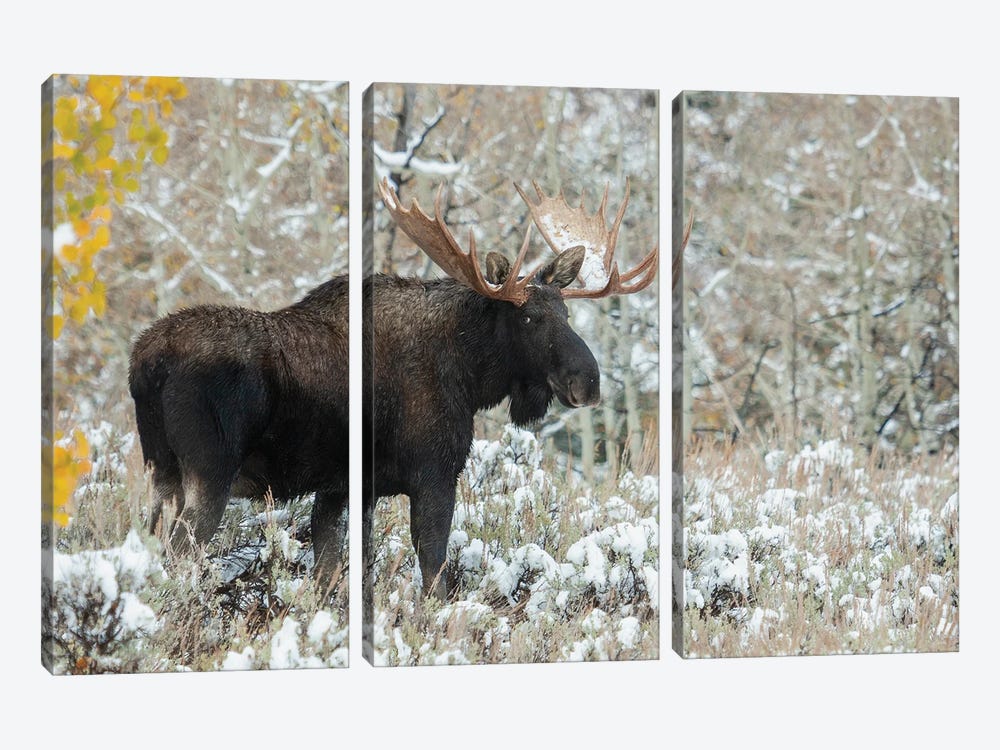 Shiras Bull Moose, Autumn Snow by Ken Archer 3-piece Canvas Print