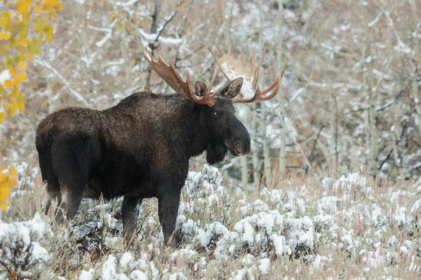 Elk: Shiras Bull Moose, Autumn Snow by Ken Archer