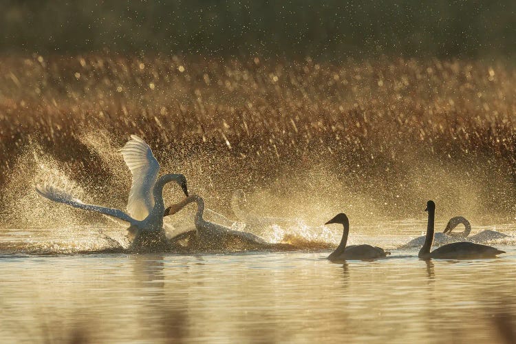 USA, Oregon, Malheur National Wildlife Refuge, Trumpeter Swans, Territory Dispute