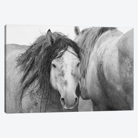 Wild Mustang Stallions Canvas Print #CHE185} by Ken Archer Canvas Wall Art