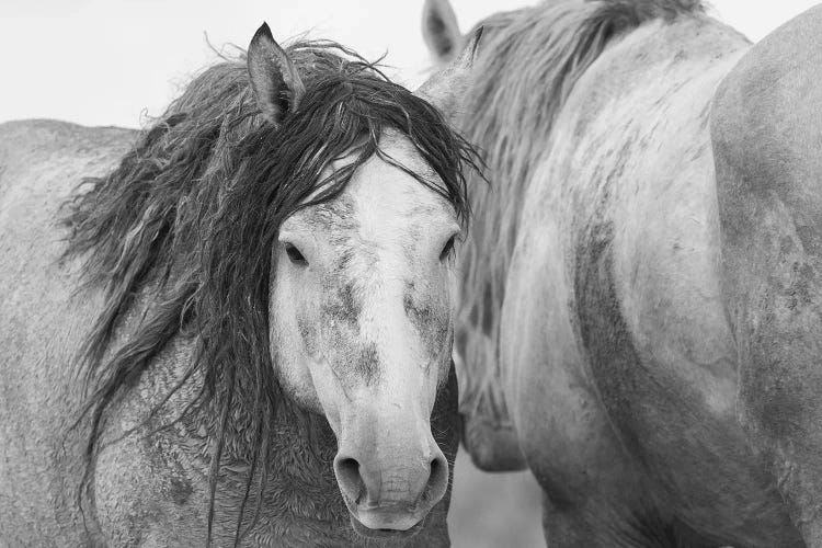 Wild Mustang Stallions