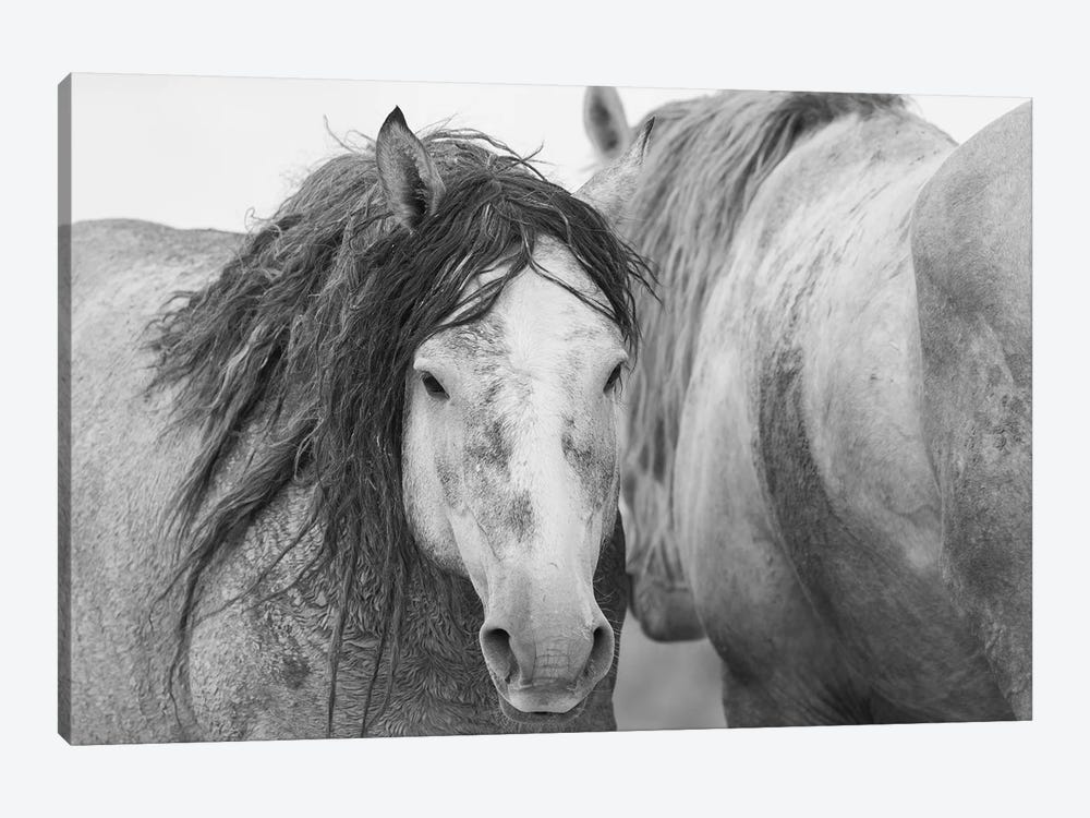 Wild Mustang Stallions by Ken Archer 1-piece Art Print