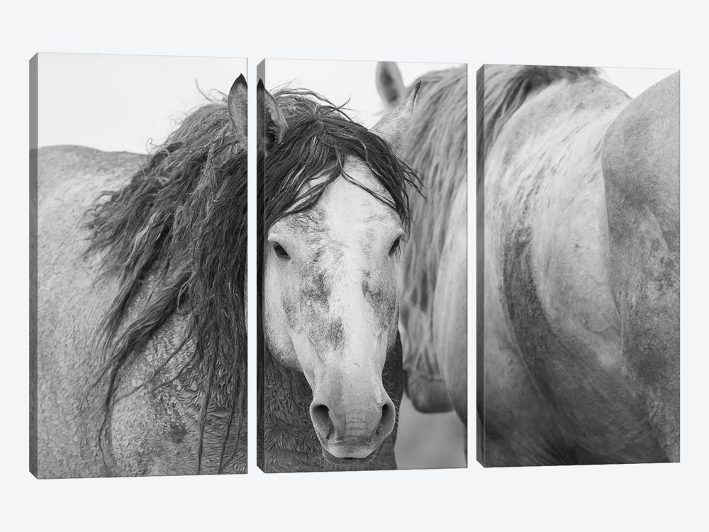 Wild Mustang Stallions by Ken Archer 3-piece Canvas Art Print