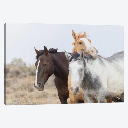 Wild Mustangs Resting Canvas Print #CHE186} by Ken Archer Canvas Wall Art