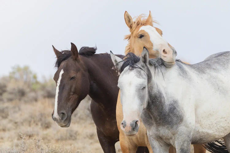 Wild Mustangs Resting