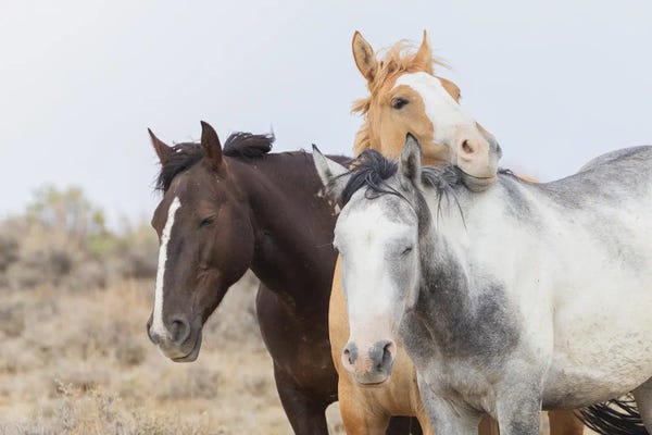 Ken Archer: Wild Mustangs Resting by Ken Archer