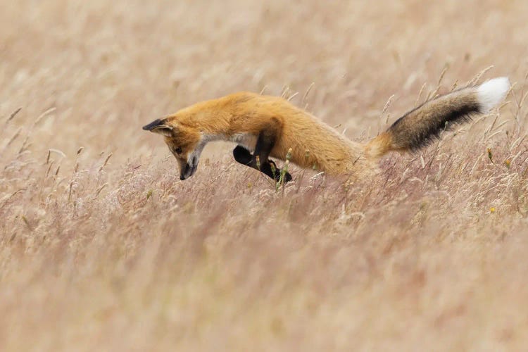 Young Red Fox Hunting