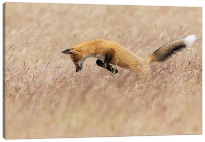 Young Red Fox Hunting Canvas Art Print