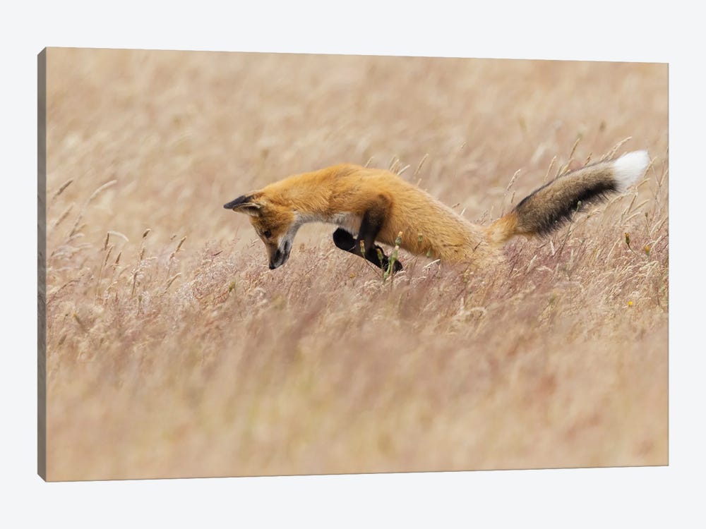 Young Red Fox Hunting by Ken Archer 1-piece Canvas Print
