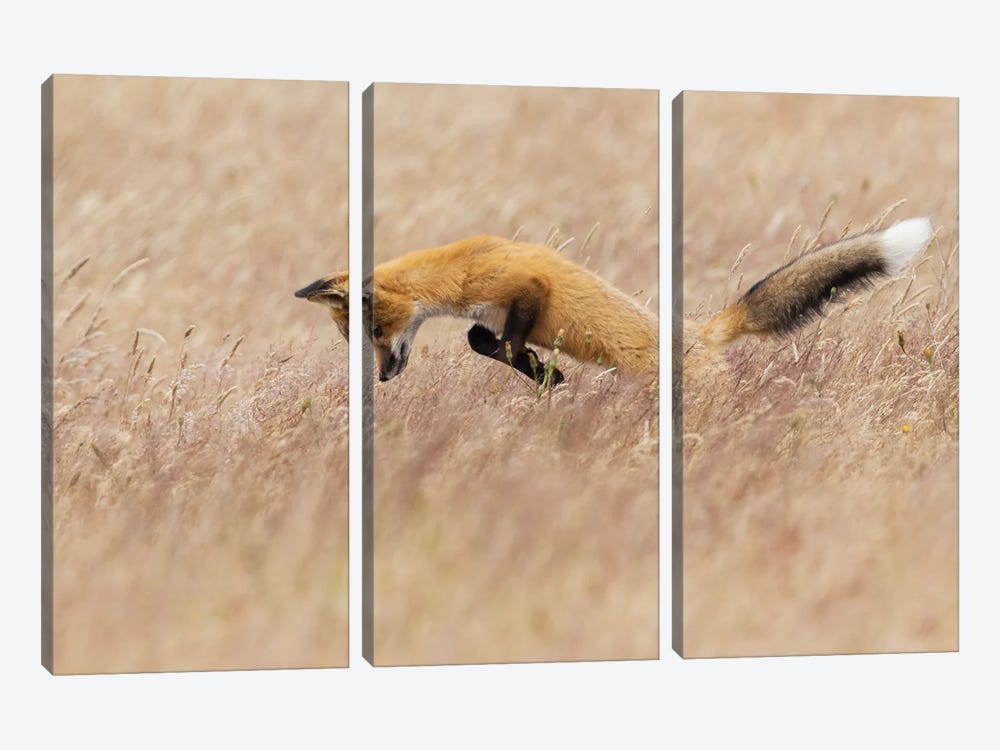 Young Red Fox Hunting by Ken Archer 3-piece Art Print