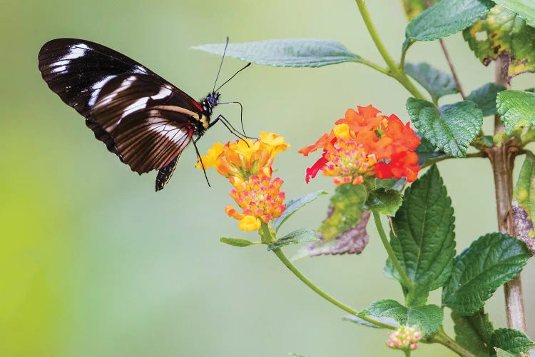 Beautiful Butterfly Gathering Nectar And Pollen In The Mountains Of Peru