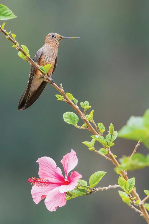 Giant Hummingbird Striking A Pose On A Flowery Perch Near Machu Pichu, Peru