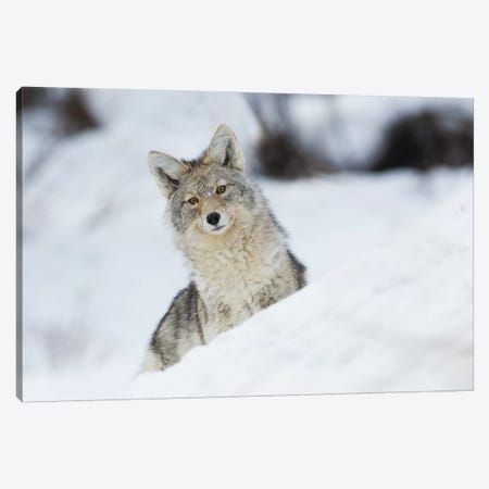 Coyote in winter Canvas Print #CHE18} by Ken Archer Canvas Wall Art