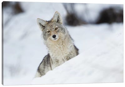 Coyote in winter Canvas Art Print