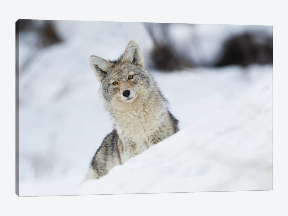 Coyote in winter by Ken Archer 1-piece Canvas Print