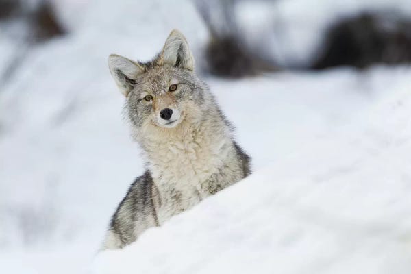 Ken Archer: Coyote in winter by Ken Archer