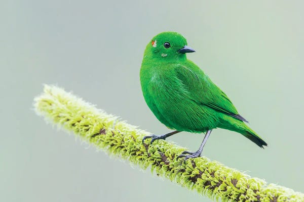 Ken Archer: Glistening-Green Tanager In The Choco Forest Of Ecuador by Ken Archer