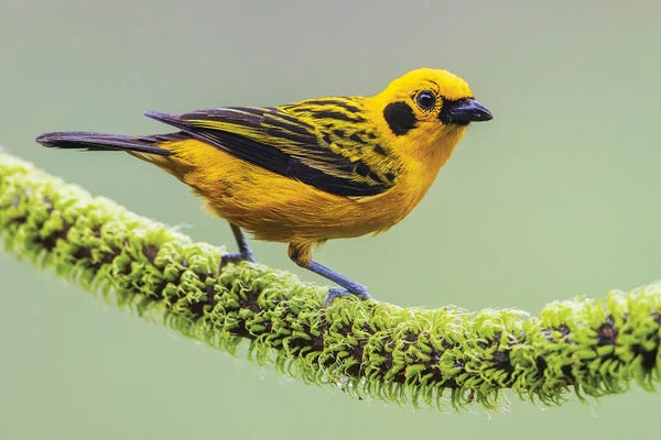 Golden Tanager At Home In The Threatened Choco Forest Of Ecuador