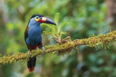 Plate-Billed Mountain-Toucan, Cloud Forest, Ecuador by Ken Archer art print