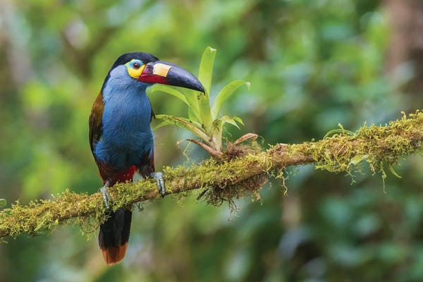 Ken Archer: Plate-Billed Mountain-Toucan, Cloud Forest, Ecuador by Ken Archer