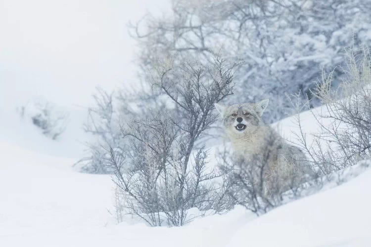 Coyote, winter hiding spot